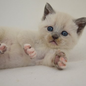 chaton Munchkin Shorthair lilac point & blanc Anakin Chatterie de Kalinka chaton Munchkin Shorthair lilac point & blanc Anakin Chatterie de Kalinka