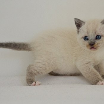 chaton Munchkin Shorthair lilac point & blanc Anakin Chatterie de Kalinka chaton Munchkin Shorthair lilac point & blanc Anakin Chatterie de Kalinka