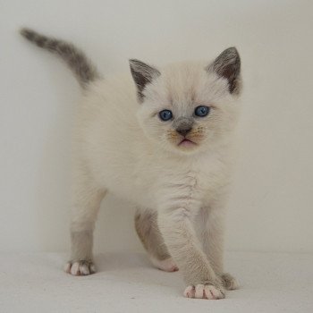 chaton Munchkin Shorthair lilac point & blanc Anakin Chatterie de Kalinka chaton Munchkin Shorthair lilac point & blanc Anakin Chatterie de Kalinka