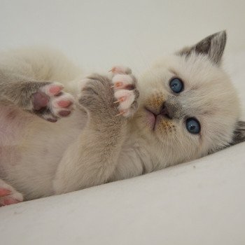 chaton Munchkin Shorthair lilac point & blanc Anakin Chatterie de Kalinka chaton Munchkin Shorthair lilac point & blanc Anakin Chatterie de Kalinka