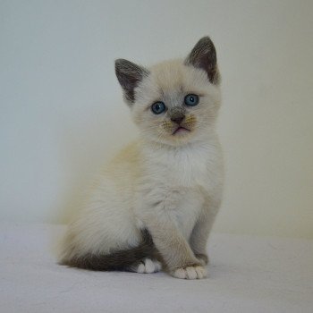 chaton Munchkin Shorthair lilac point & blanc Anakin Chatterie de Kalinka chaton Munchkin Shorthair lilac point & blanc Anakin Chatterie de Kalinka