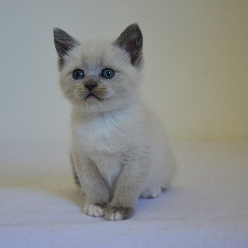 chaton Munchkin Shorthair lilac point & blanc Anakin Chatterie de Kalinka chaton Munchkin Shorthair lilac point & blanc Anakin Chatterie de Kalinka