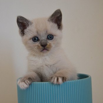 chaton Munchkin Shorthair lilac point & blanc Anakin Chatterie de Kalinka chaton Munchkin Shorthair lilac point & blanc Anakin Chatterie de Kalinka