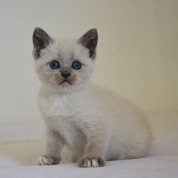 chaton Munchkin Shorthair lilac point & blanc Anakin Chatterie de Kalinka chaton Munchkin Shorthair lilac point & blanc Anakin Chatterie de Kalinka