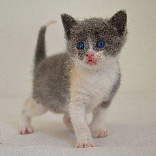 Annabelle De Kalinka Femelle Munchkin Shorthair