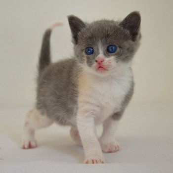chaton Munchkin Shorthair blue tortie & blanc Annabelle Chatterie de Kalinka chaton Munchkin Shorthair blue tortie & blanc Annabelle Chatterie de Kalinka