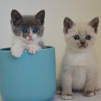 chaton Munchkin Shorthair blue tortie & blanc Annabelle Chatterie de Kalinka