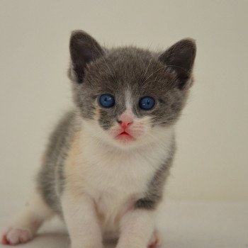 chaton Munchkin Shorthair blue tortie & blanc Annabelle Chatterie de Kalinka