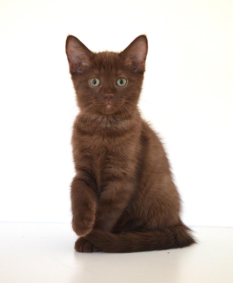 Bonnie De Kalinka Femelle Munchkin Shorthair