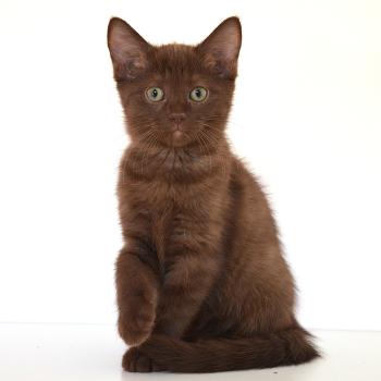 chat Munchkin Shorthair chocolate Bonnie de Kalinka Chatterie de Kalinka