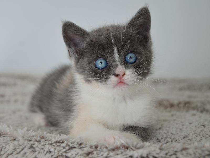 Brooklyn De Kalinka Femelle Munchkin Shorthair