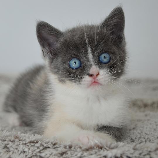 Brooklyn De Kalinka Femelle Munchkin Shorthair