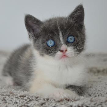 chaton Munchkin Shorthair blue tortie & blanc Brooklyn de Kalinka Chatterie de Kalinka