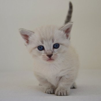 chaton Munchkin Shorthair seal tabby point Pouchkine Chatterie de Kalinka chaton Munchkin Shorthair seal tabby point Pouchkine Chatterie de Kalinka