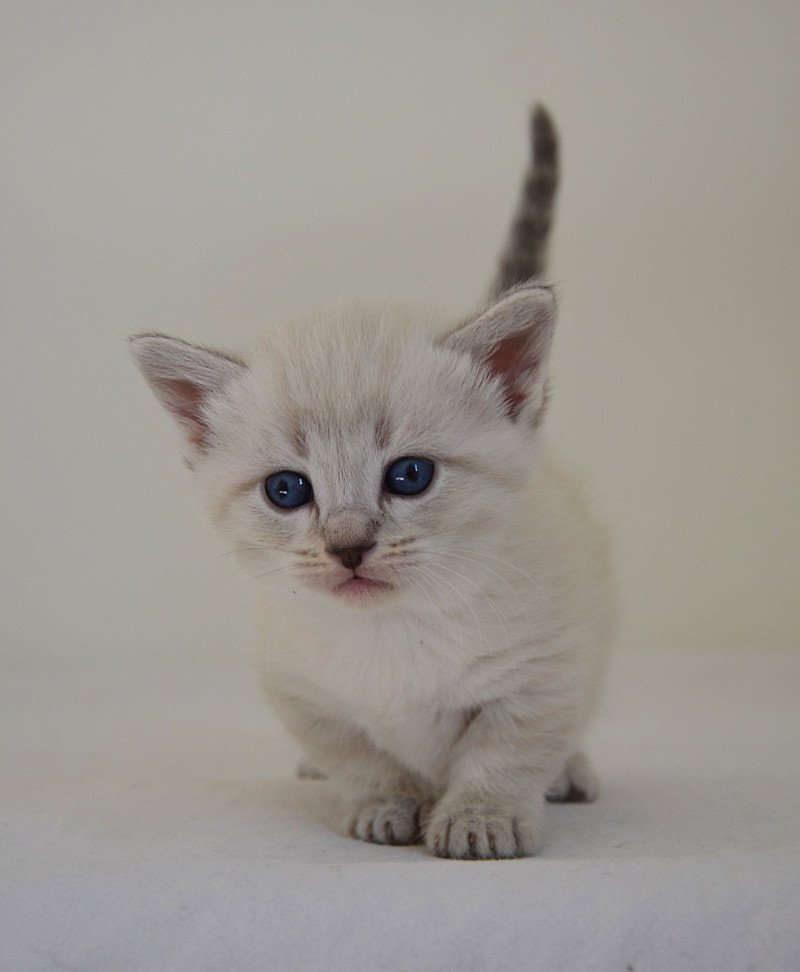 Pouchkine De Kalinka Mâle Munchkin Shorthair