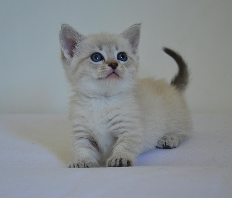 Pouchkine De Kalinka Mâle Munchkin Shorthair