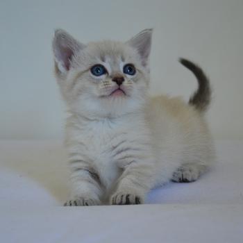 chaton Munchkin Shorthair seal tabby point Pouchkine Chatterie de Kalinka